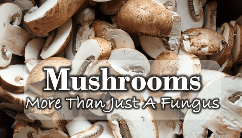 FungiItUp!